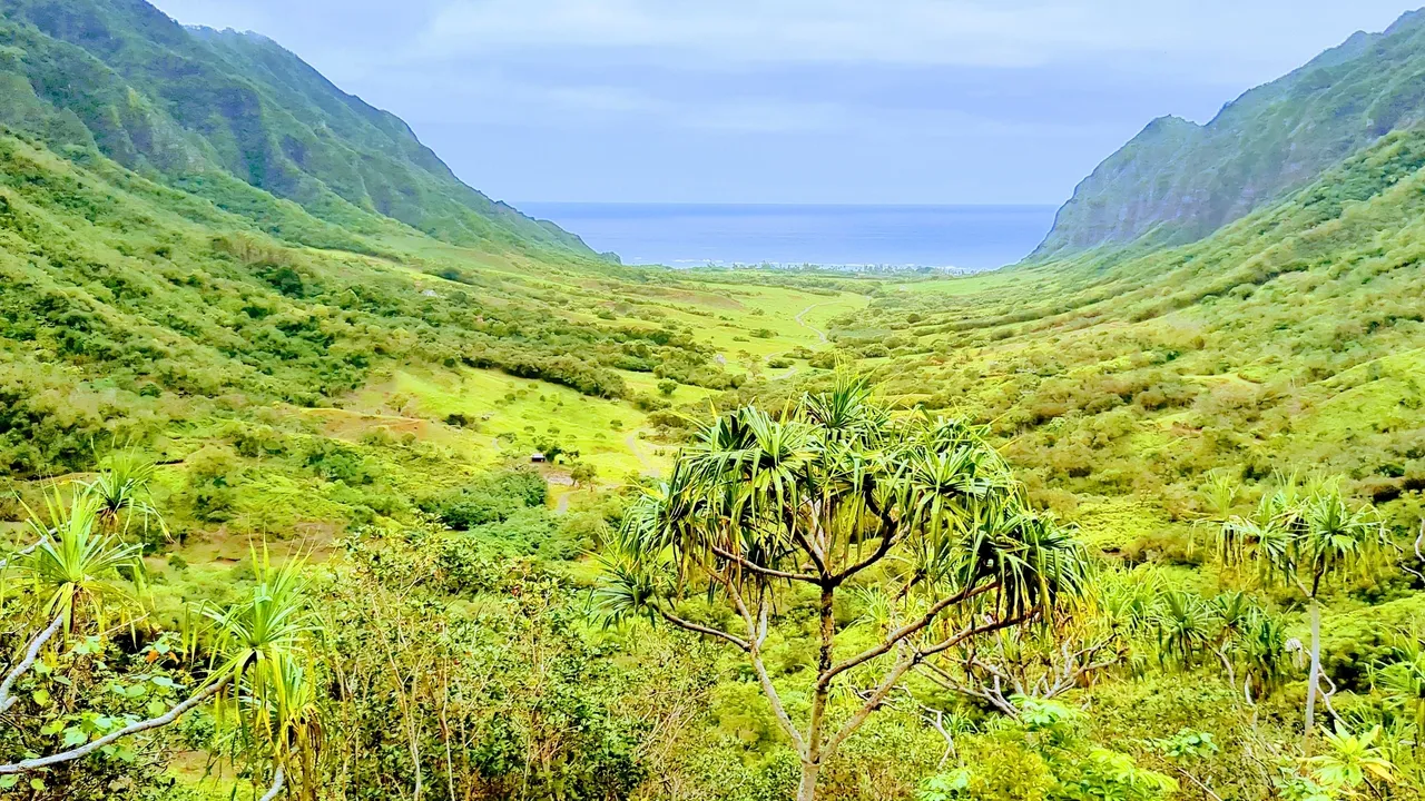 A view of the ocean from above, with trees in the foreground.