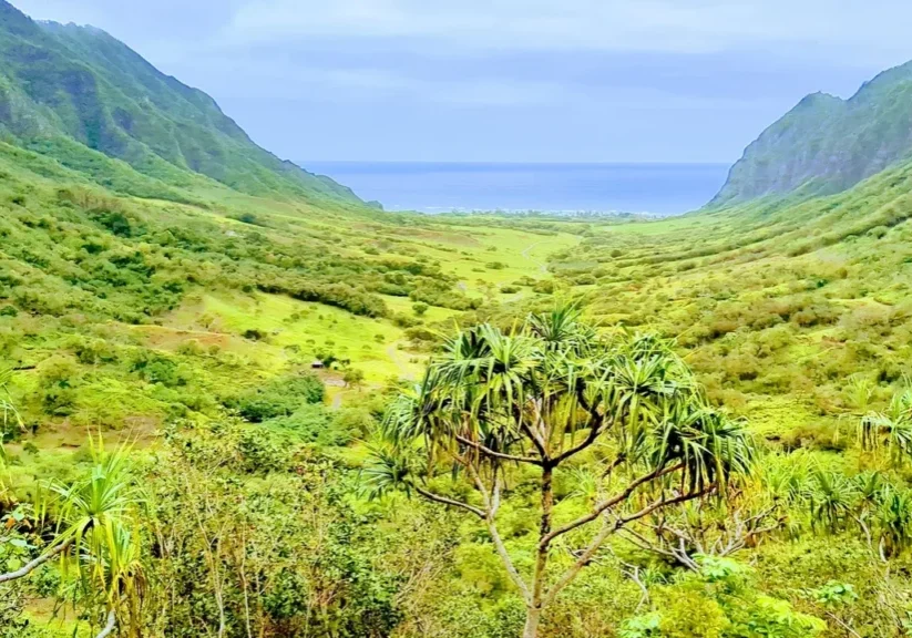 A view of the ocean from above, with trees in the foreground.